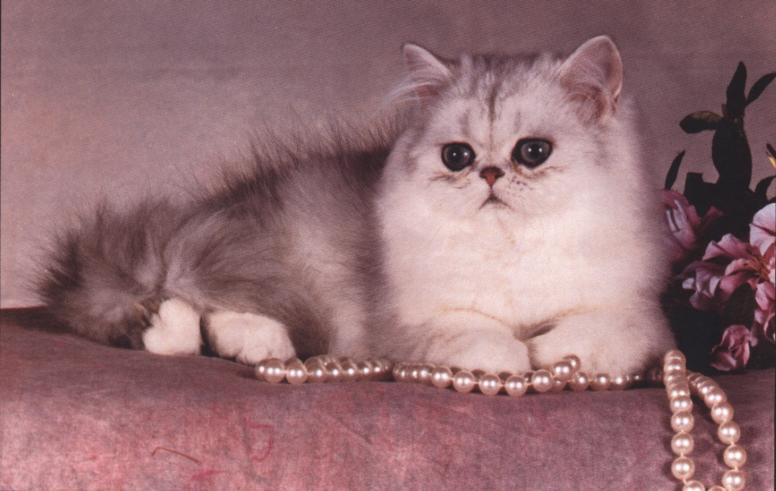 Chinchilla House Cat-Pearls.jpg