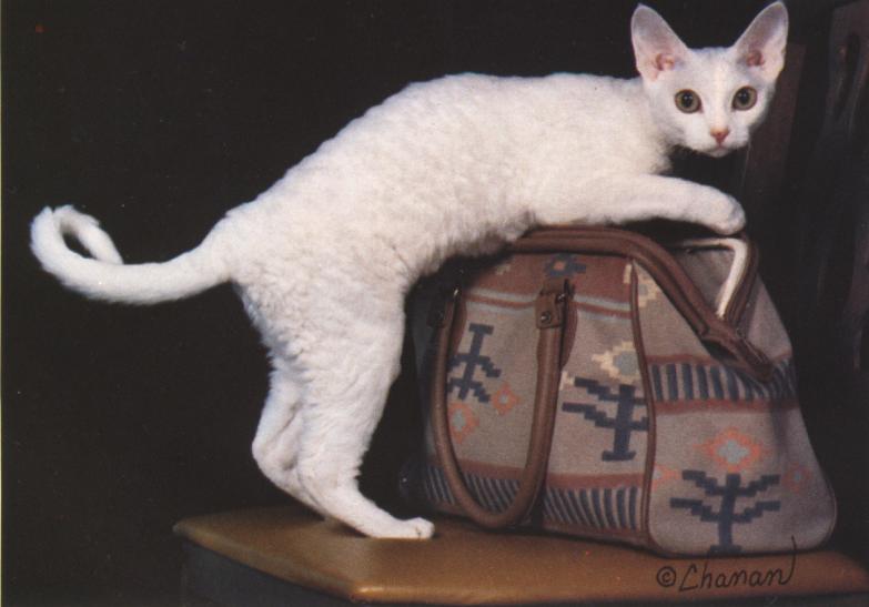 Devon Rex 1-White House Cat.jpg