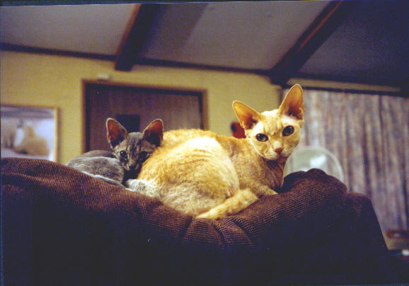 Theboys-Devon Rex-2 House Cats.jpg