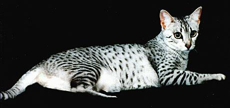 Tenus Cat-Egyptian Mau Cat.jpg
