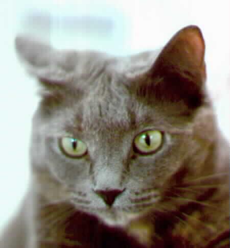 House Cat Kulee-Face Closeup.jpg