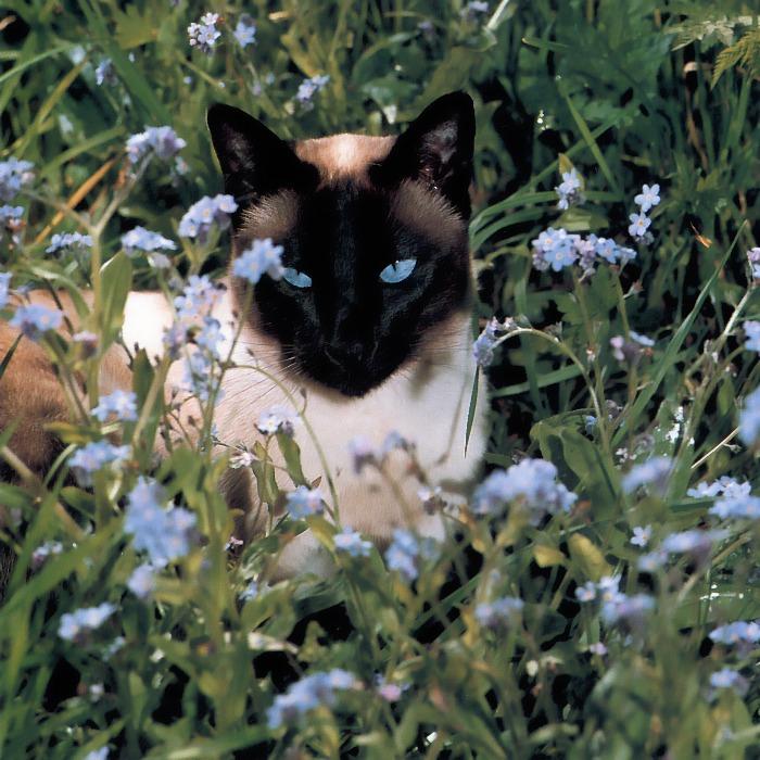p-dc-26-Himalayan Domestic Cat.jpg
