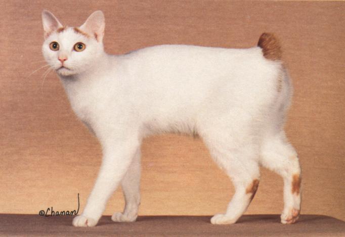 White Japanese Bobtail 1-House Cat.jpg