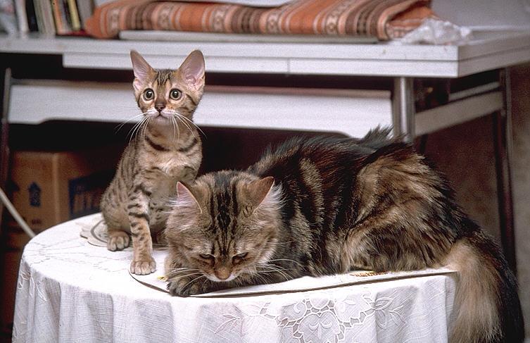 MoreCassie Pebbles-Maine Coon-and-Bengal Domestic Cats.jpg