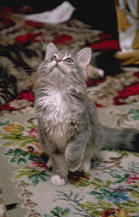 MoreChelsea03-Maine Coon-Domestic Cat.jpg