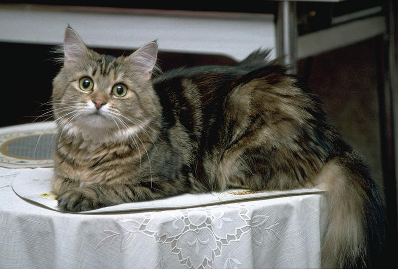 New Cassie1-Manine Coon Cat-sitting on table.jpg