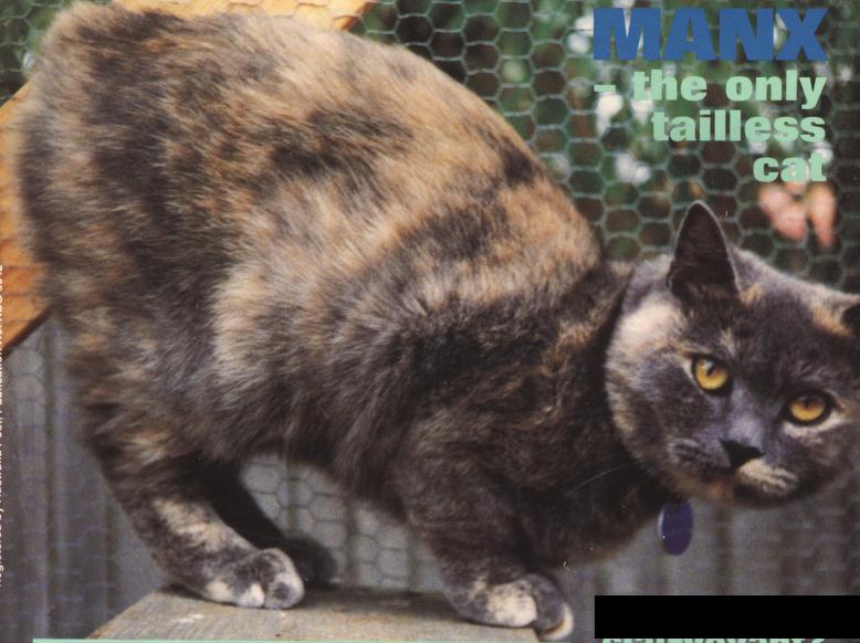 Manx1-Domestic Cat.jpg