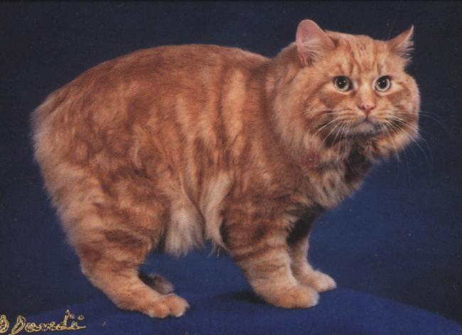 Manx3-Brown Domestic Cat.jpg