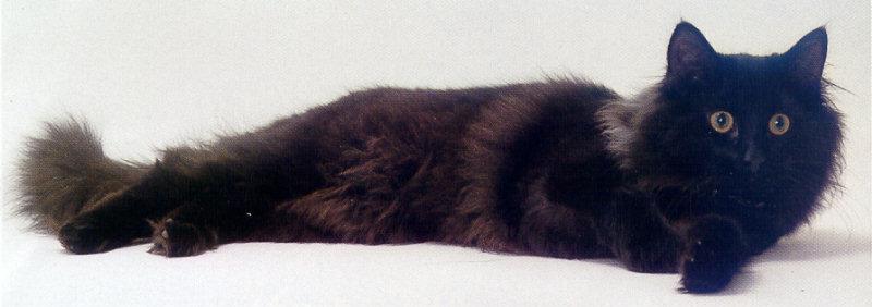 lj Black Norwegian Forest Cat.jpg