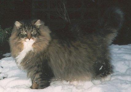 Rock-Norwegian Forest Cat-standing on snow.jpg