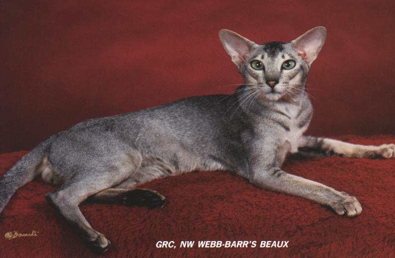 Beaux-Oriental Shorthair-House Cat.jpg