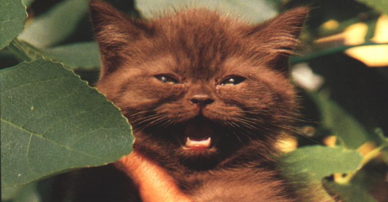 Cry Baby-Cinnamon Persian House Cat Kitten.jpg