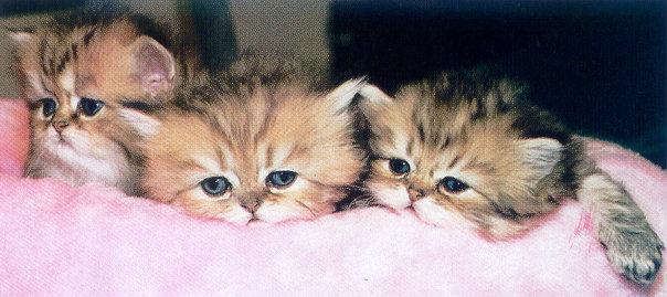 lj Persian Kittens.jpg