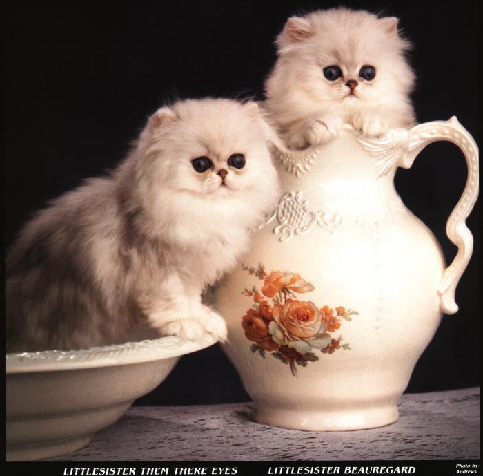 Milk Jugs-2 White Persian Domestic Cats-Kittens.jpg