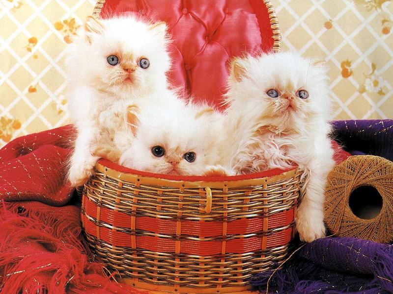 Ouriel - Chat - 0038-White Persian Domestic Cats-kittens.jpg
