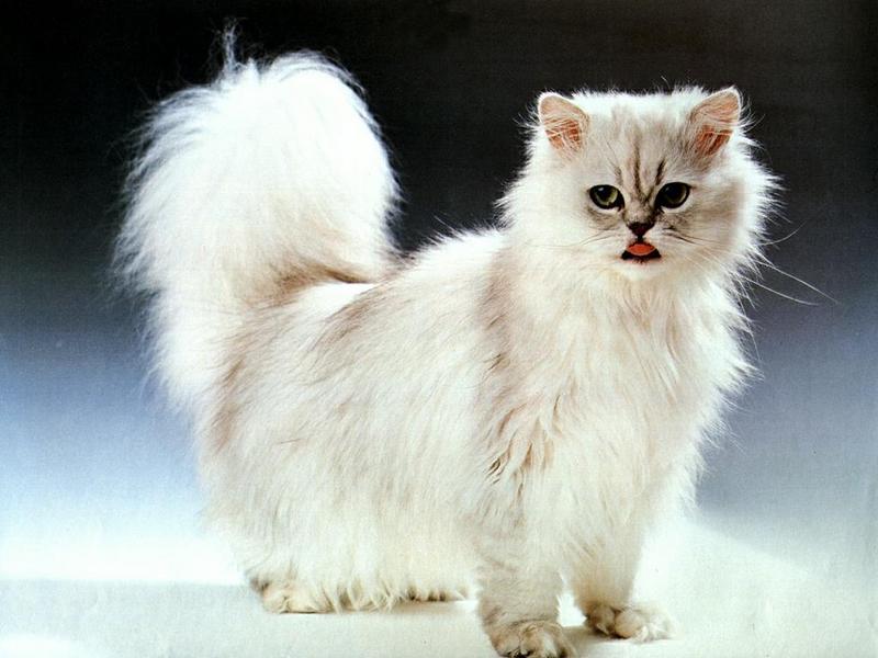 Ouriel - Chat - 0053-Persian White Domestic Cat-portrait.jpg