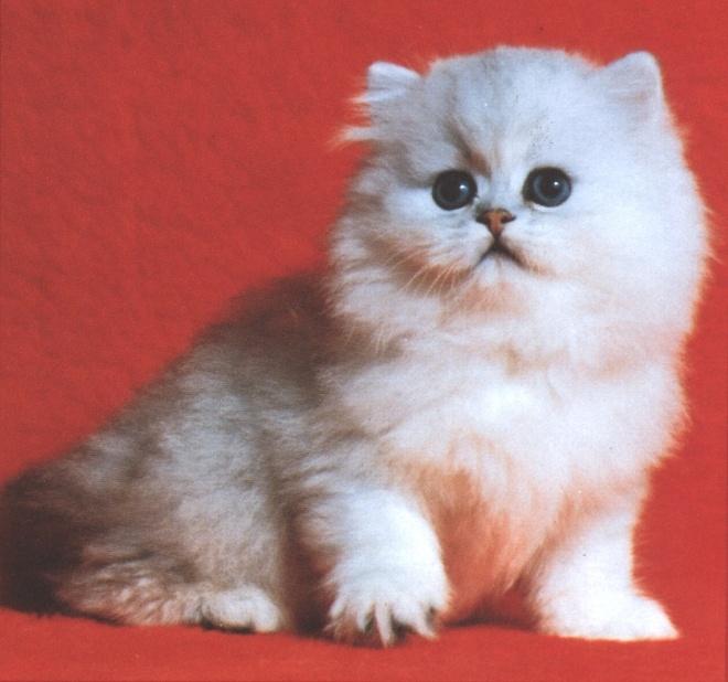 Silver1-White Persian Cat-kitten-closeup.jpg