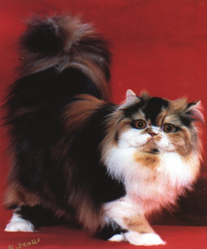 Triclr1-Persian house cat-tricolor.jpg
