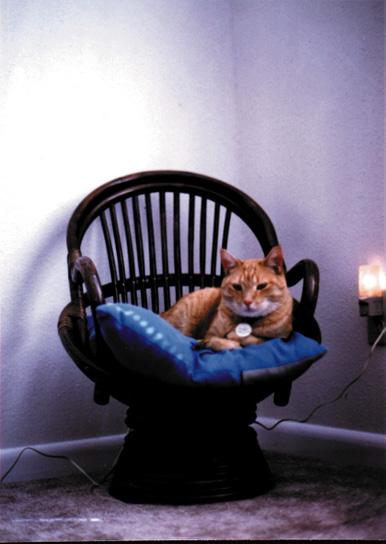 Squeaky Chair02-Brown House Cat.jpg
