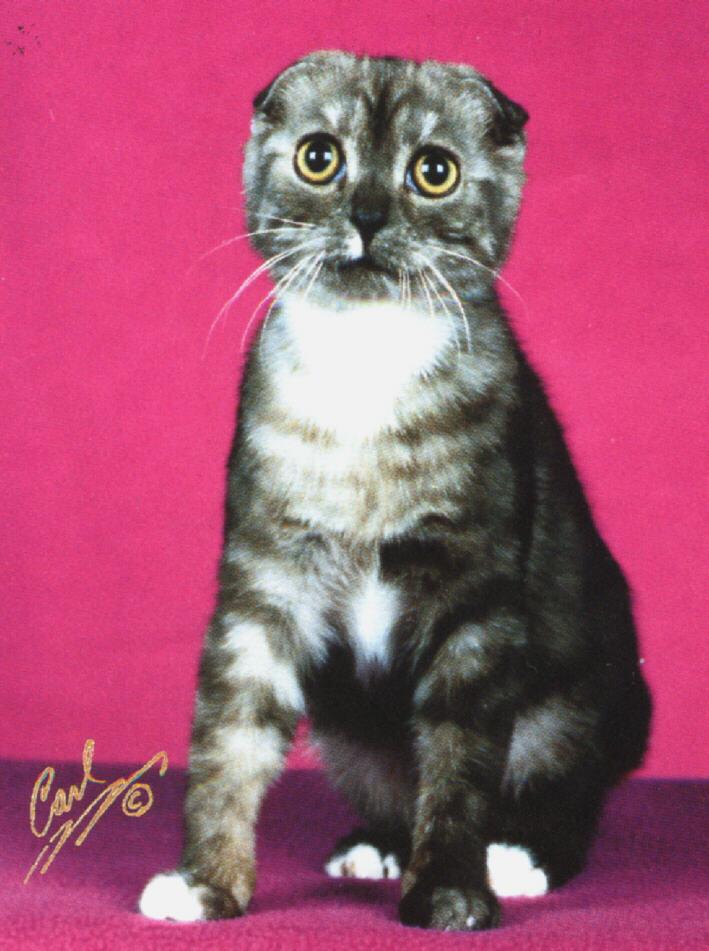 Nefold2-Scotish Fold House Cat-portrait.jpg