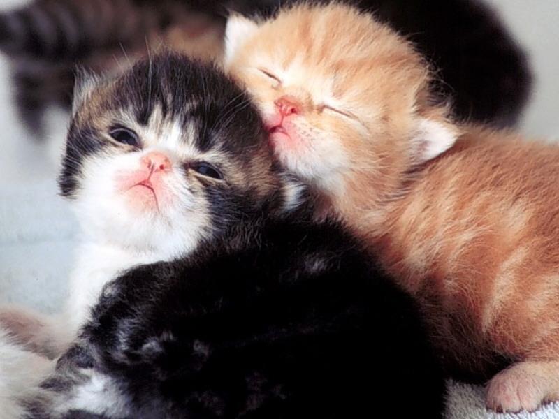 Scottish Fold Kittens.jpg
