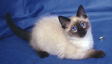 Balinese-Silky-haired Siamese Cat Kitten.jpg