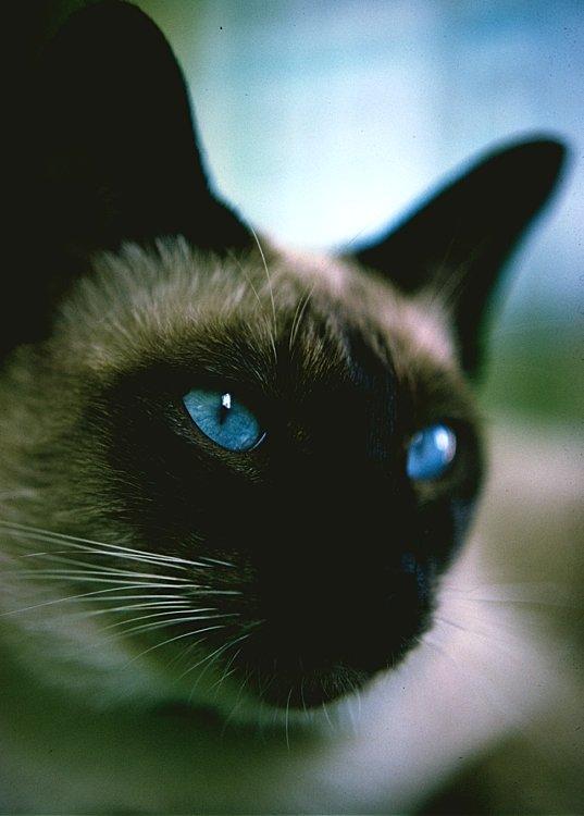 Ram-Siamese Cat-Face Closeup-Blue Eyes.jpg
