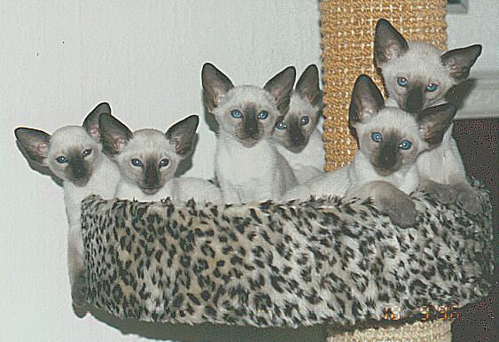 siamchi2-Siamese Cat-six kittens.jpg