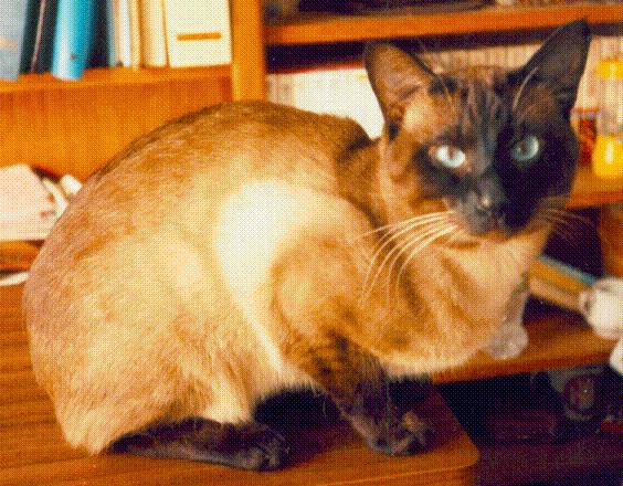 Siamese Cat1.jpg