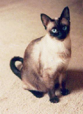 Siamese Cat2.jpg