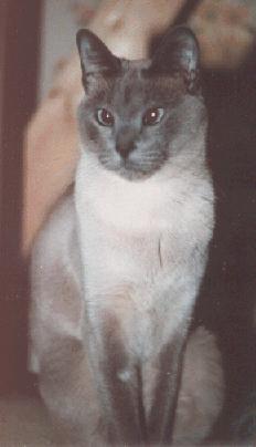 Siamese Cat4.jpg