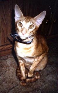 Siamese Cat-Oriental Shorthair-max1.jpg