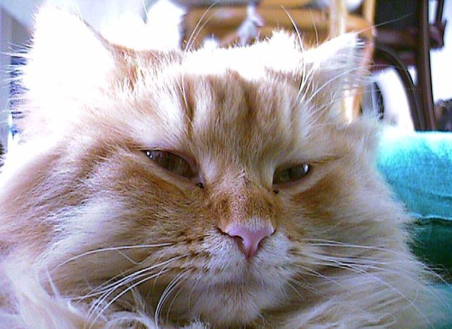 chocat1-Tabby Face Closeup.jpg