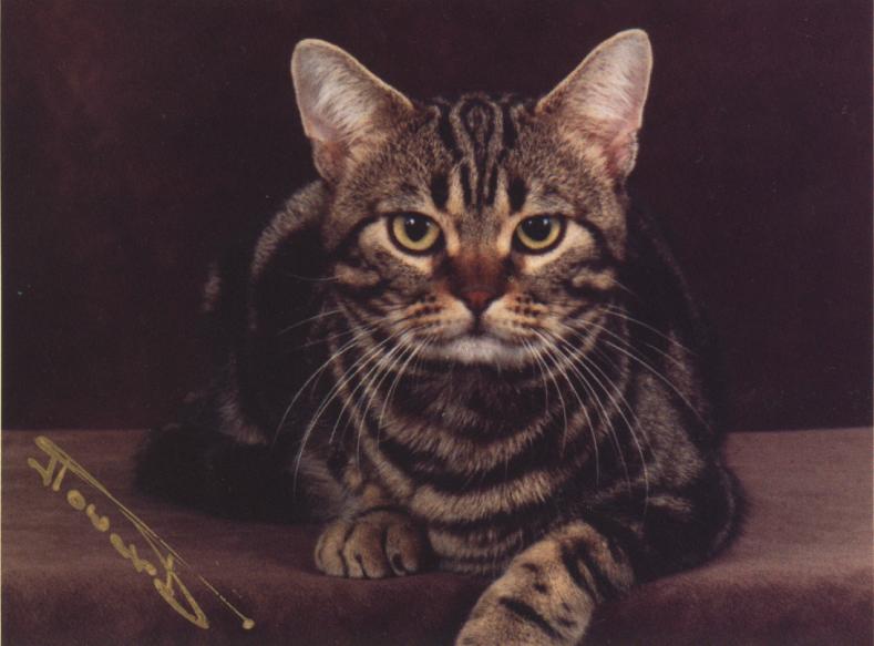 Classic Tabby1-Black and white Striped House Cat.jpg