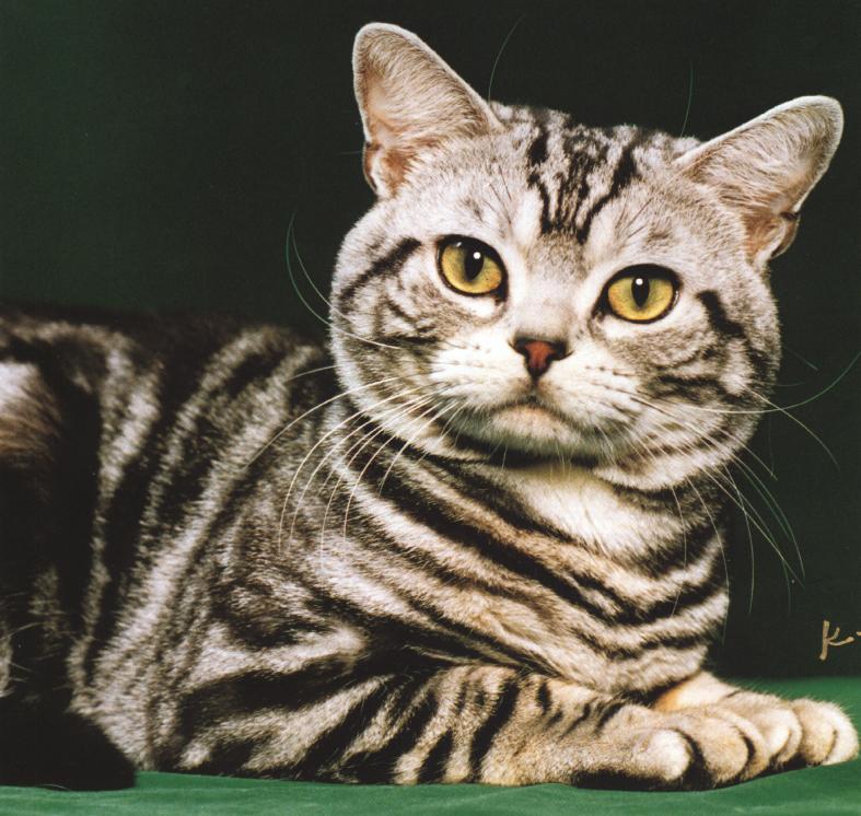 Tabby1-Domestic Cat-Closeup.jpg