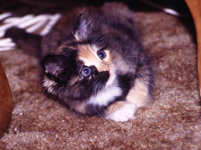 Misty2al-House Cat-closeup.jpg