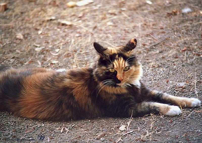 misty4l-Domestic Cat-resting on ground.jpg