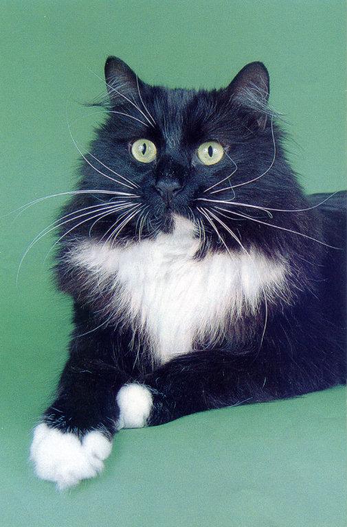 lj James E. Child Tuxedo Cat-House Cat.jpg