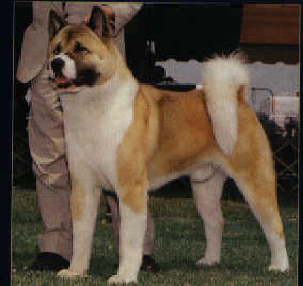 Japanese Dog-Akita1-My Pride.jpg