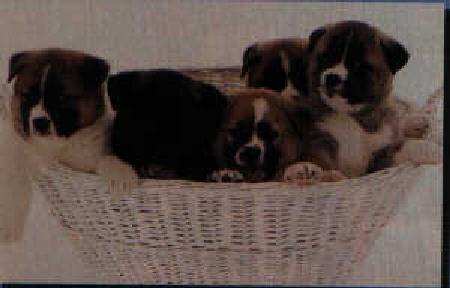 Japanese Dog-Akita2-4 Puppies In Basket.jpg