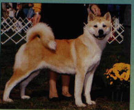 Japanese Dog-Akita3-My Pride 2.jpg