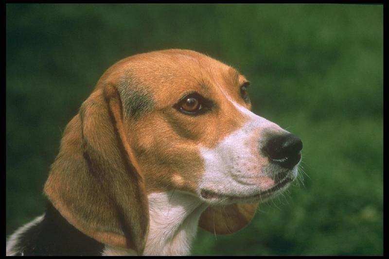 247039-Beagle-Dog-Face Closeup.jpg