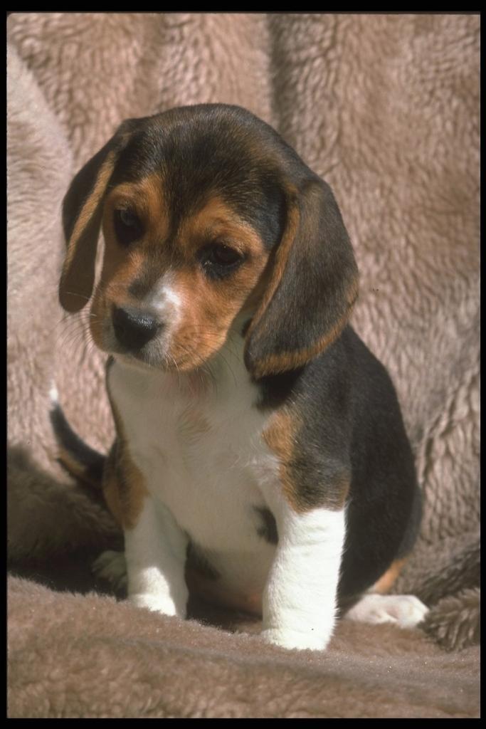 247040-Beagle-Dog-Puppy-Closeup.jpg