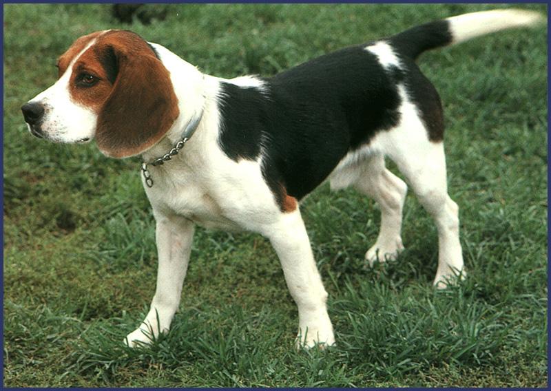 Beagle 01-Dog-Standing-On Grassfield.jpg