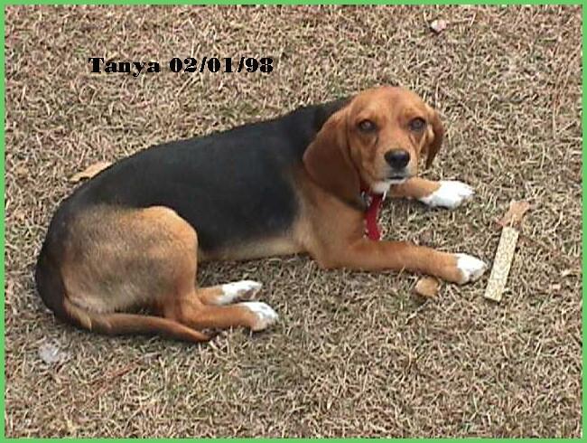 Beagle Dog-Tanya.jpg