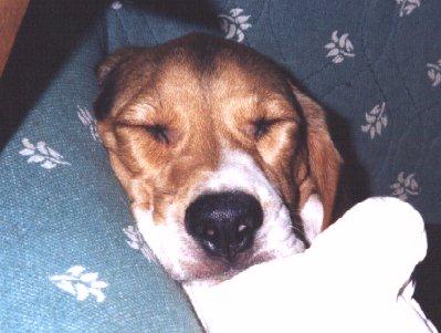 Dog-Beagle-doodle nap.jpg