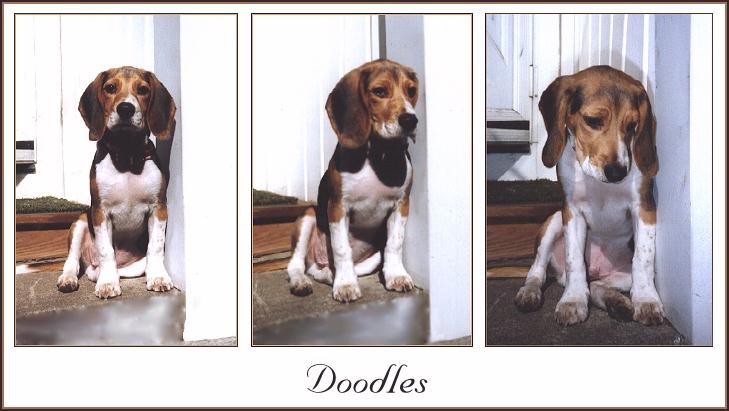 Dog-Beagle-doodles3.jpg