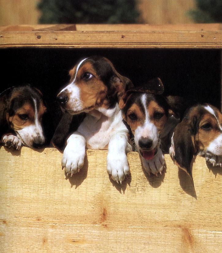 KsW-4 Beagle Pups-Dog Puppies line up.jpg