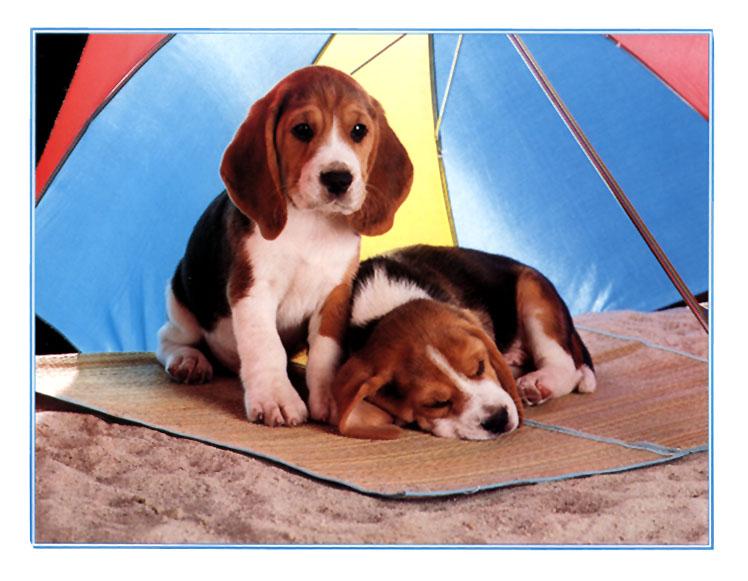 KsW-July99-pups-2-Beagle Dog-puppies near tent.jpg