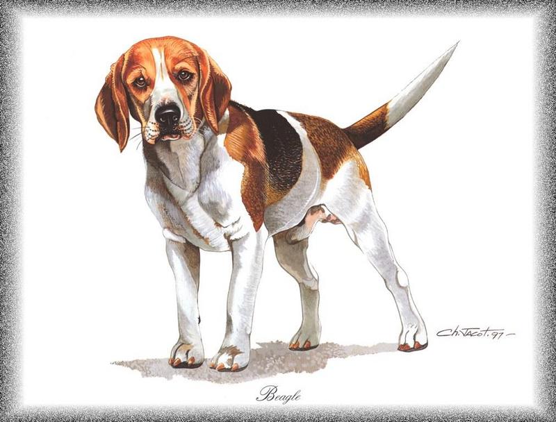 PO pdogs 36 Beagle.jpg